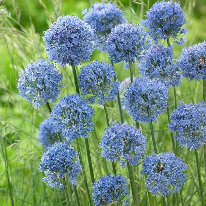 247plants3014424