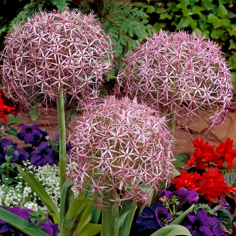 247plants3014452