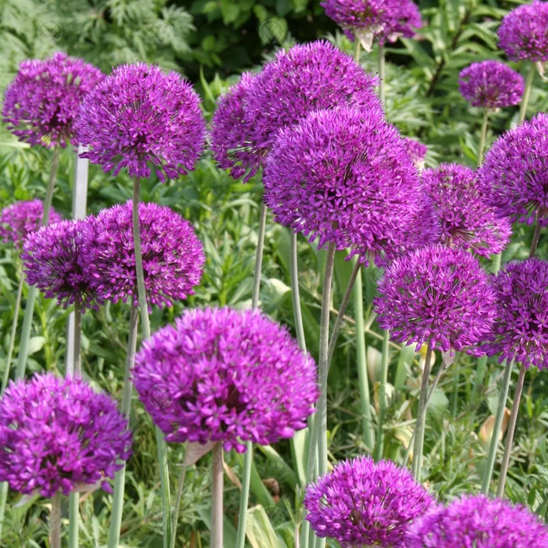 247plants3014472