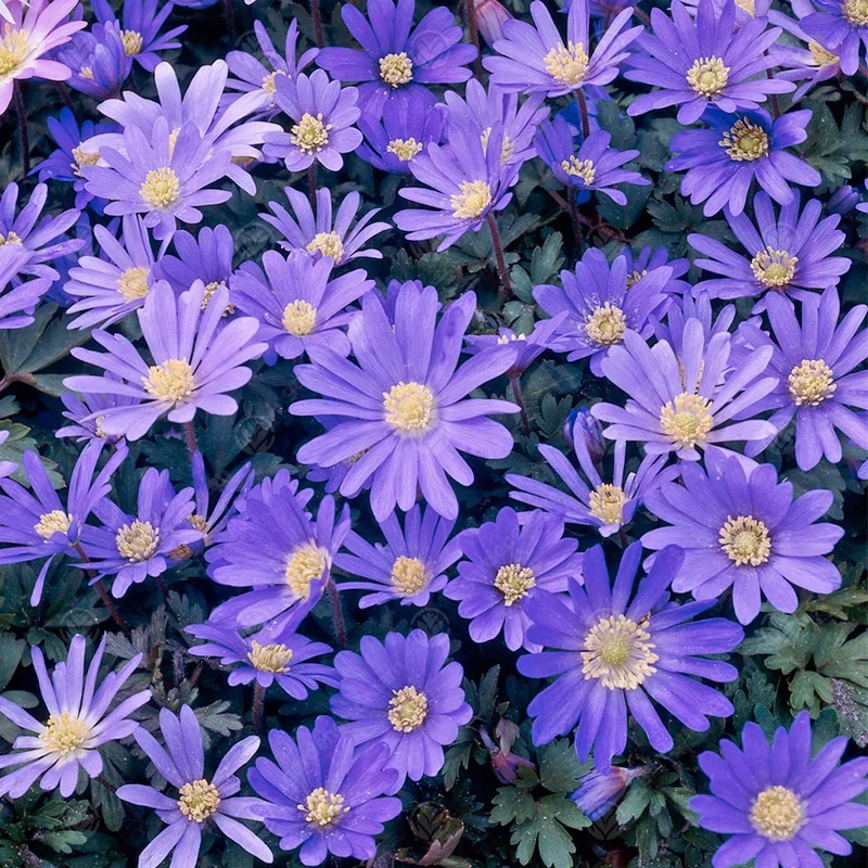 247plants3014729