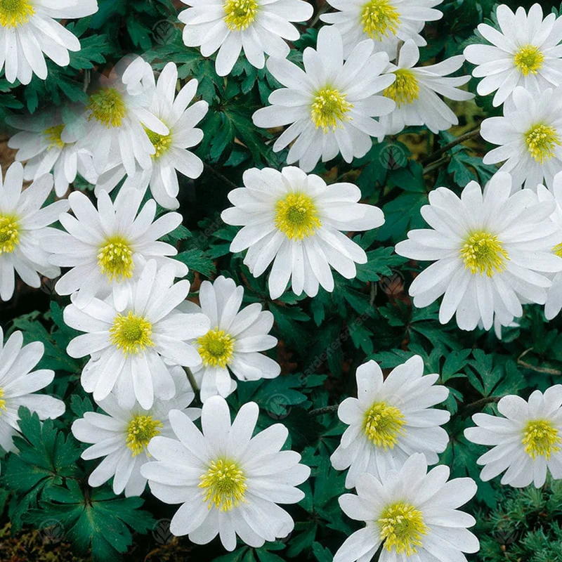 247plants3014748