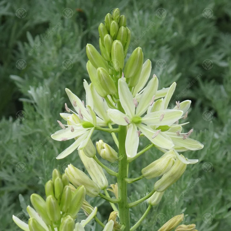 247plants3014806