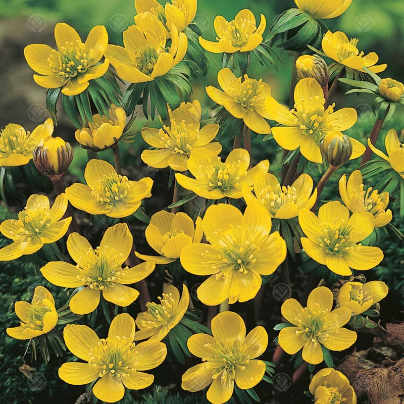 247plants3014958