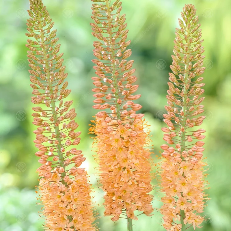 247plants3014981