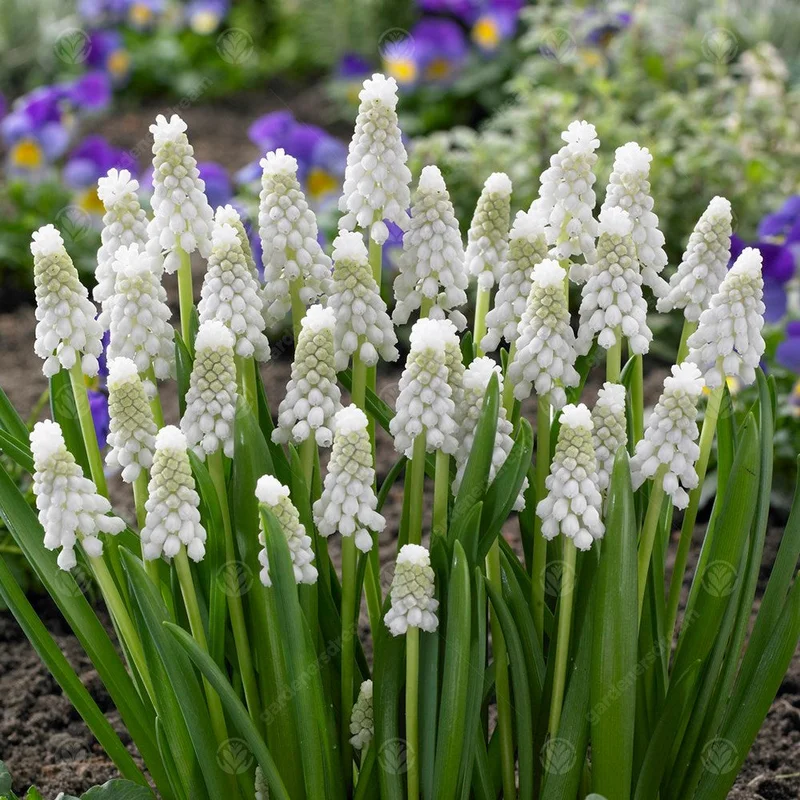247plants3015612