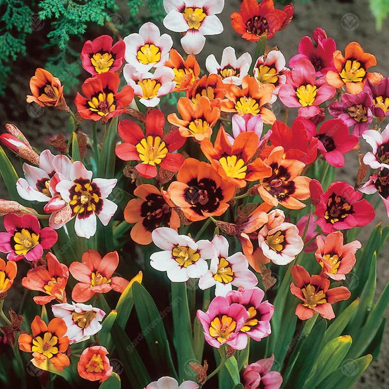 247plants3015741