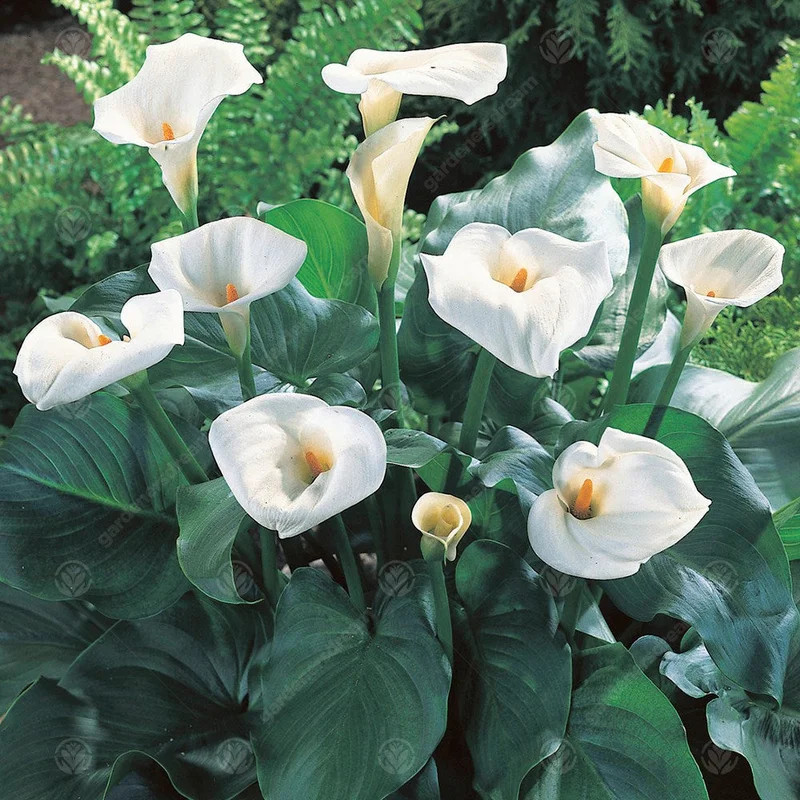 247plants3015766