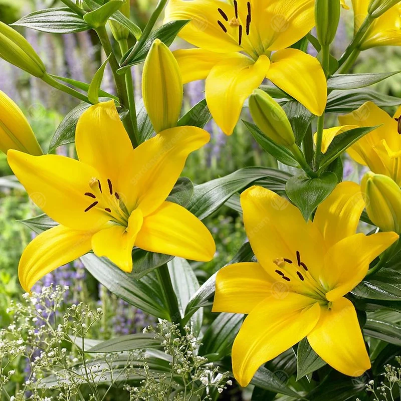 247plants3015905