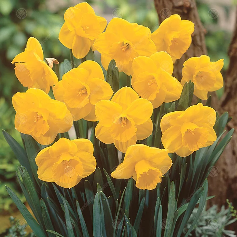 247plants3016042