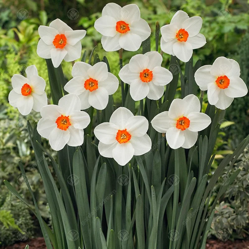 247plants3016245