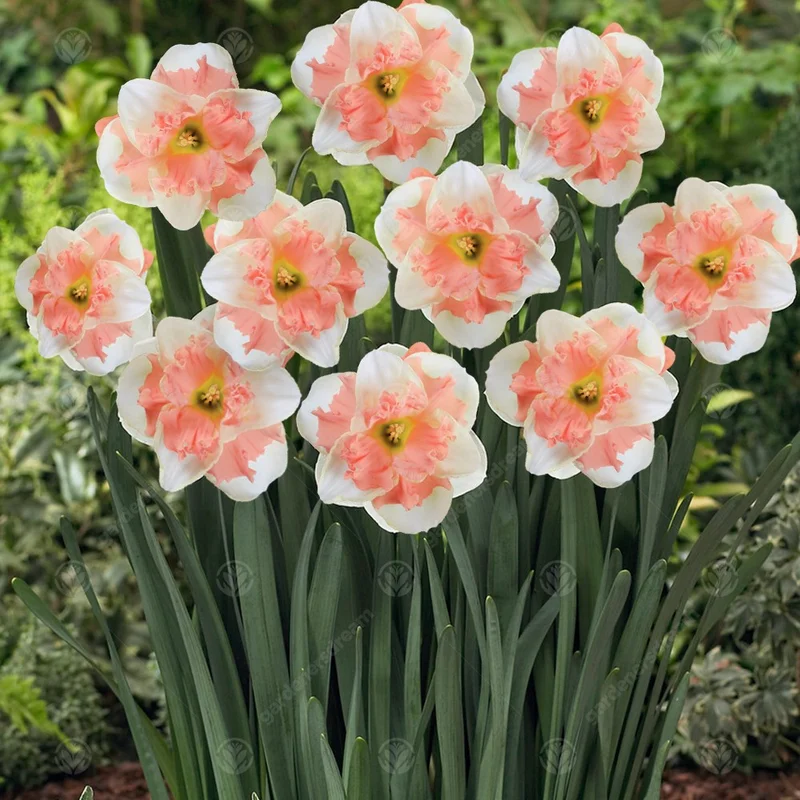 247plants3016474