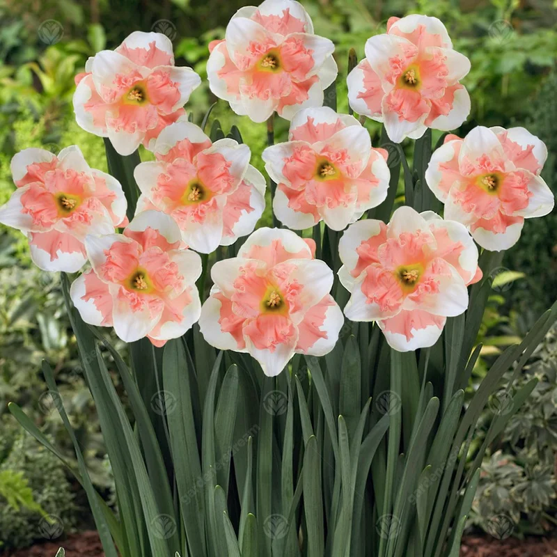 247plants3016492