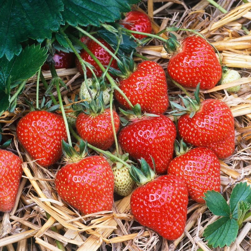 247plants3021091