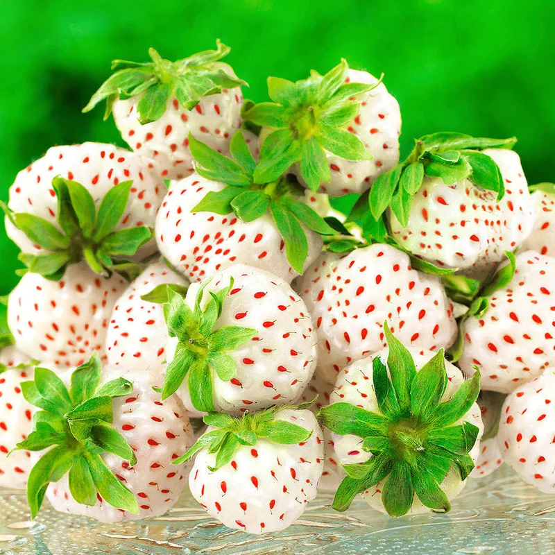 247plants3021523