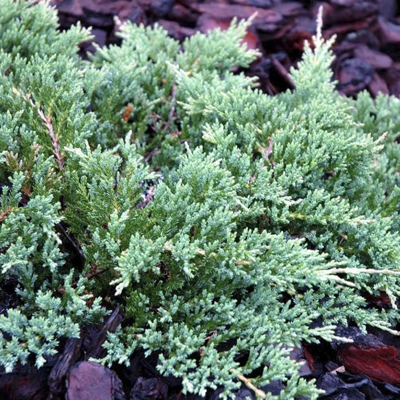 247plants3023166