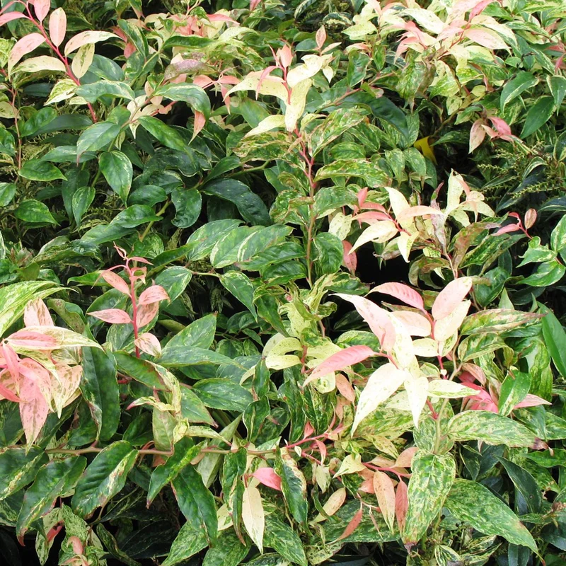 247plants3023573