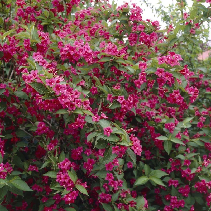 247plants3026510