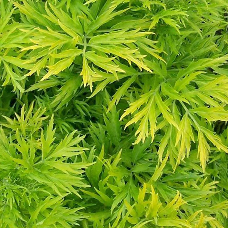 247plants3026900