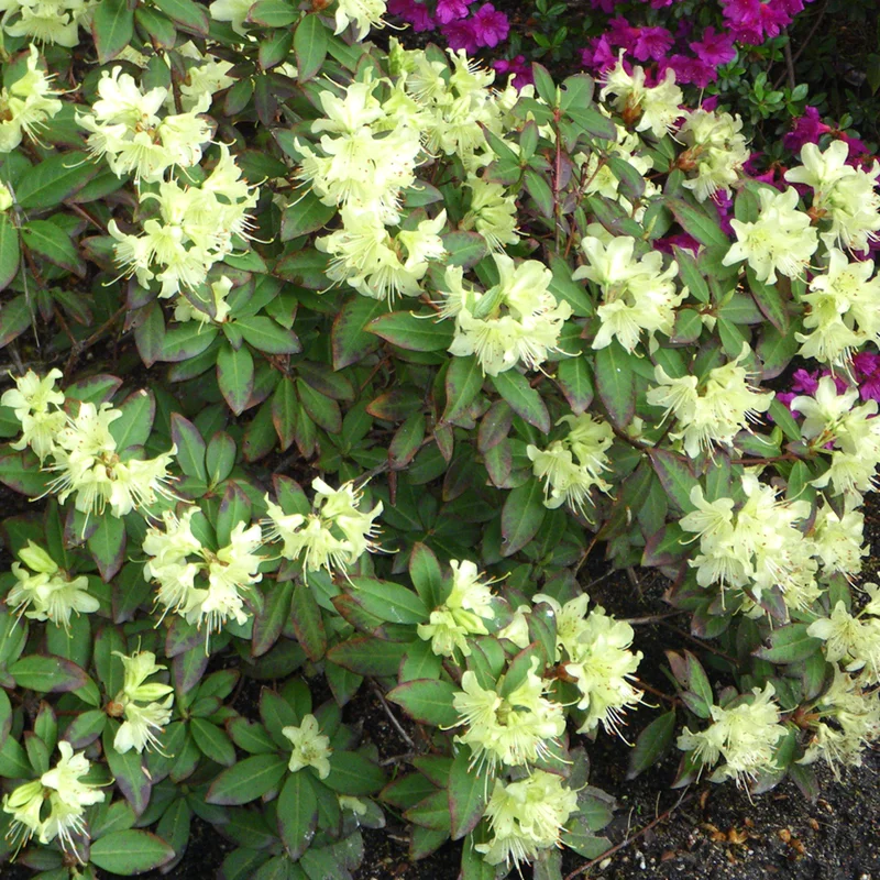 247plants3027038