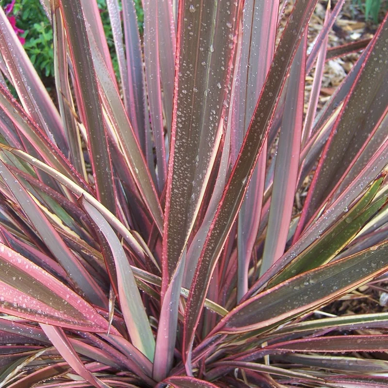 247plants3027199
