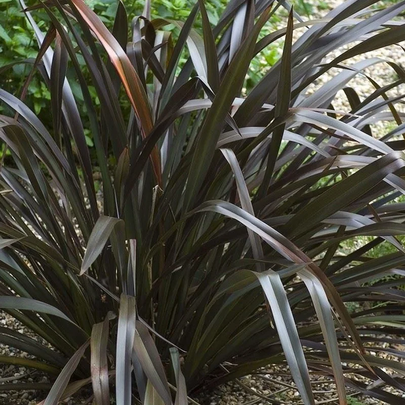 247plants3027262