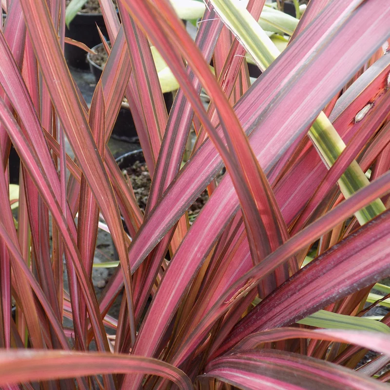 247plants3027324