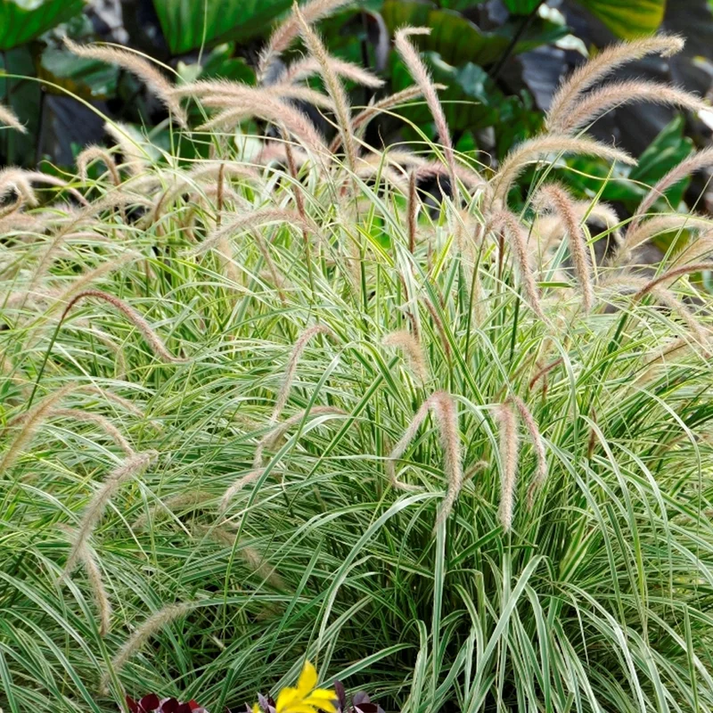 247plants3027411