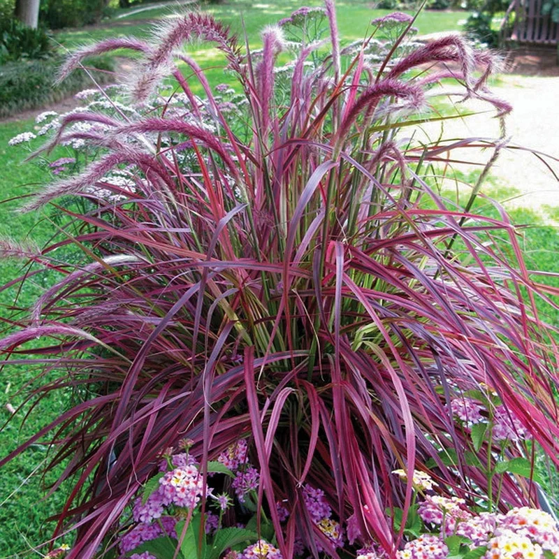 247plants3027484