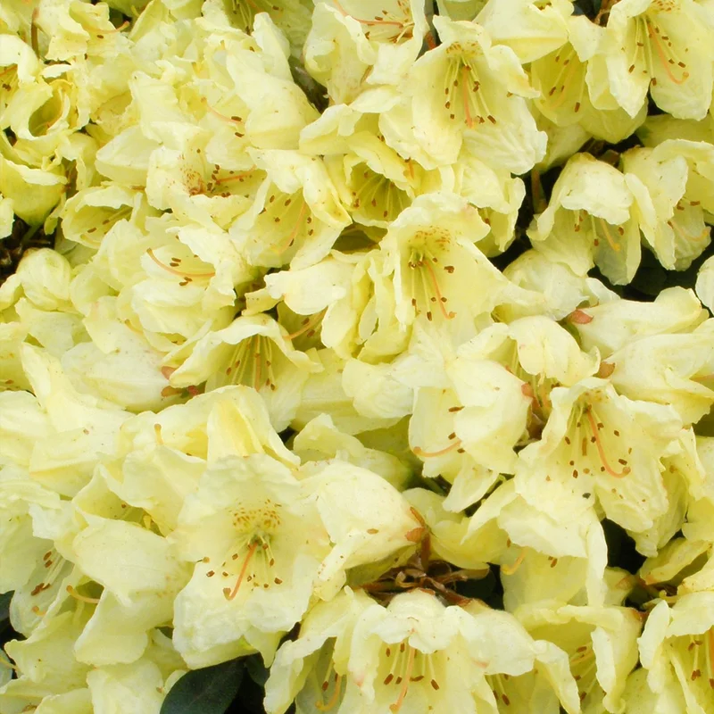 247plants3027761