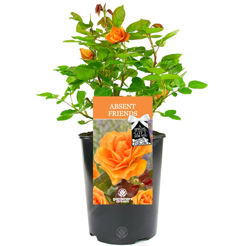 247plants3028309