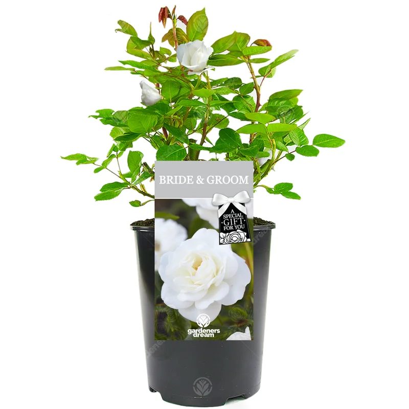 247plants3028344