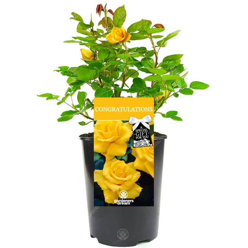 247plants3028371