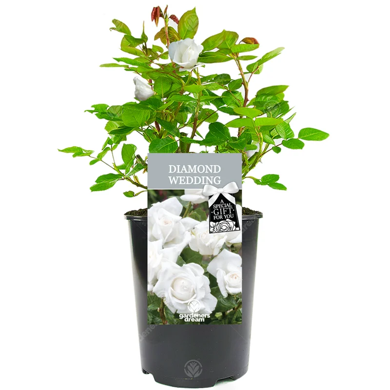 247plants3028409