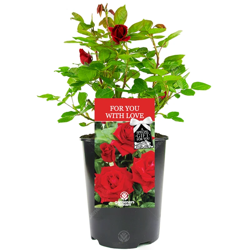 247plants3028447