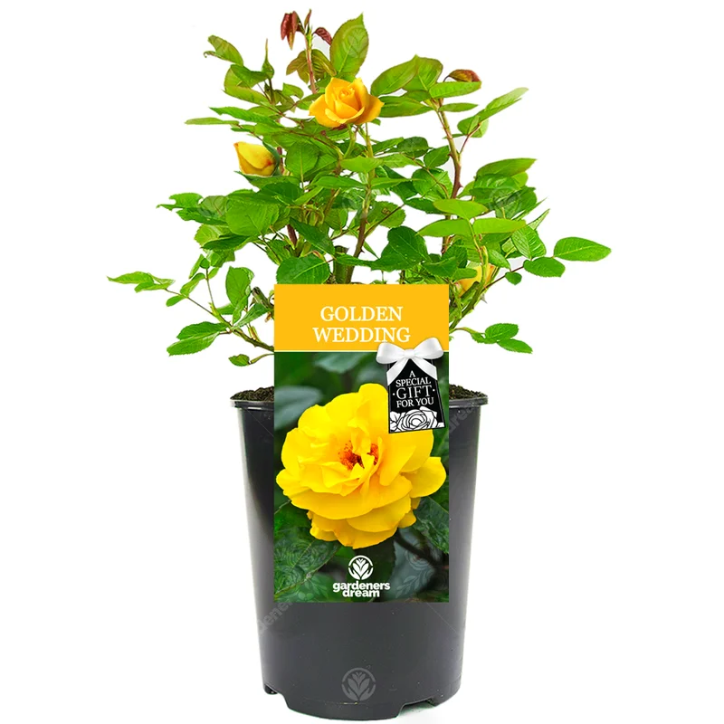 247plants3028481