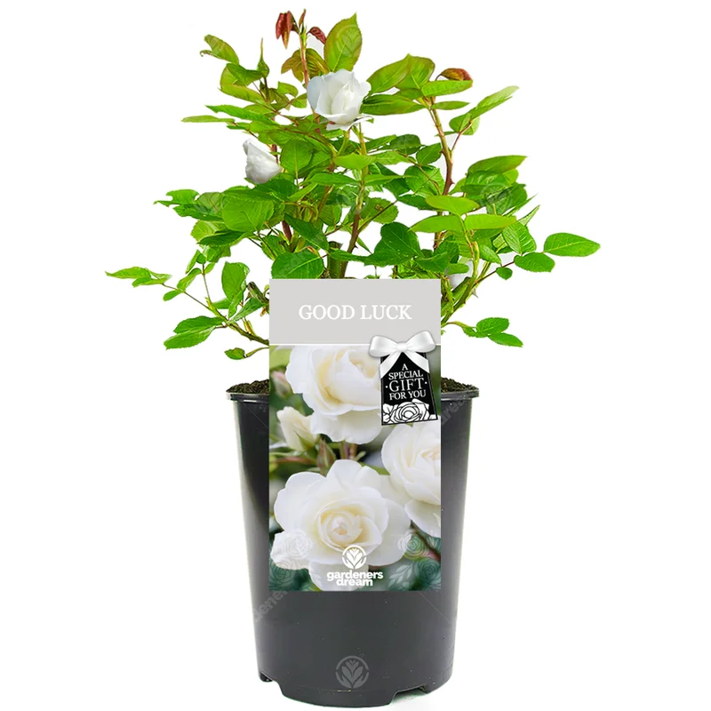 247plants3028514