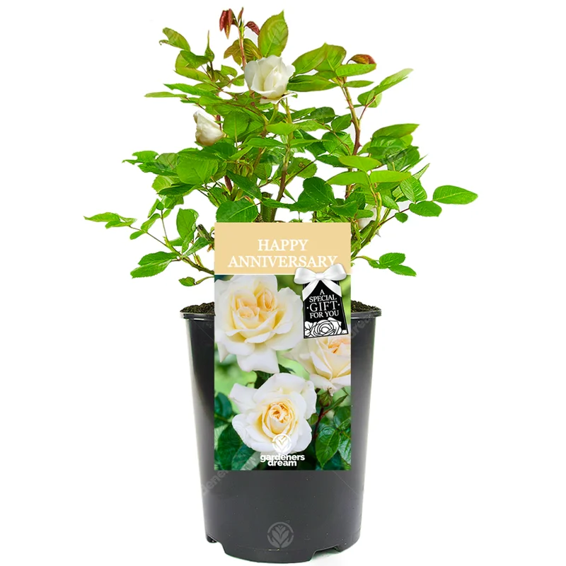 247plants3028538