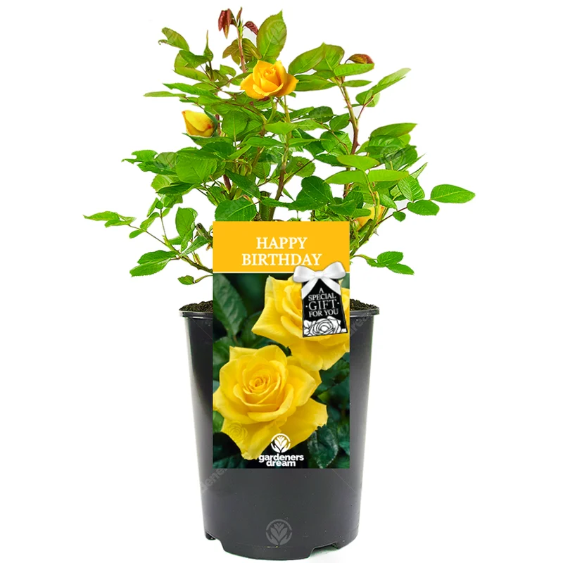 247plants3028564