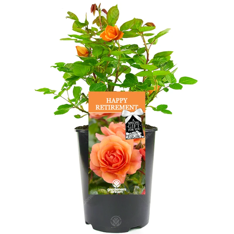 247plants3028594