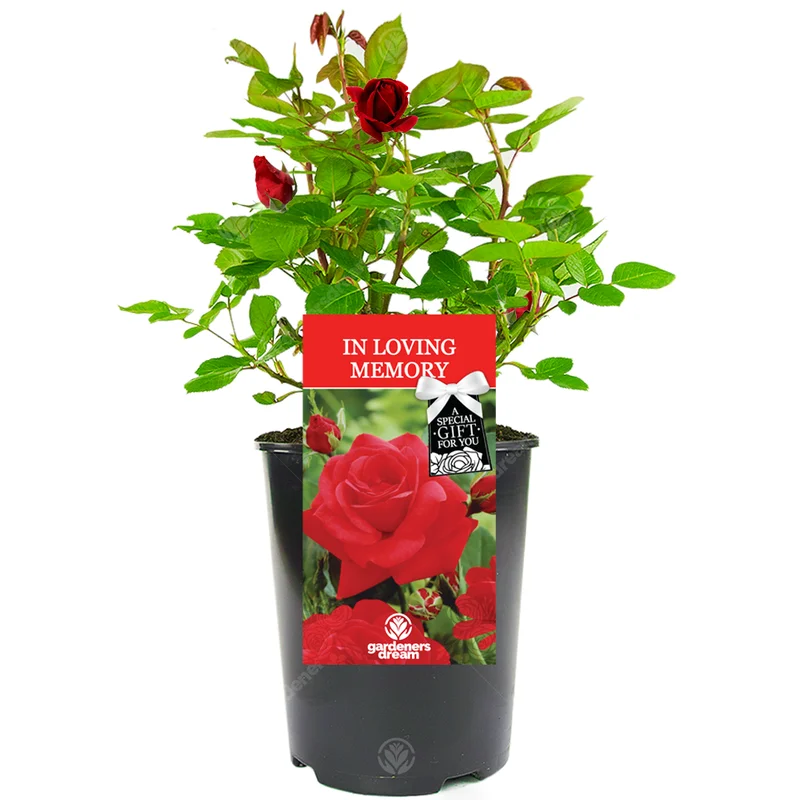 247plants3028623