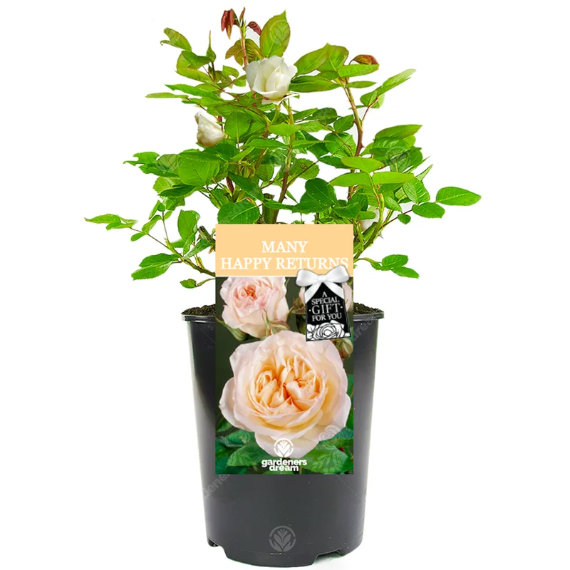 247plants3028658