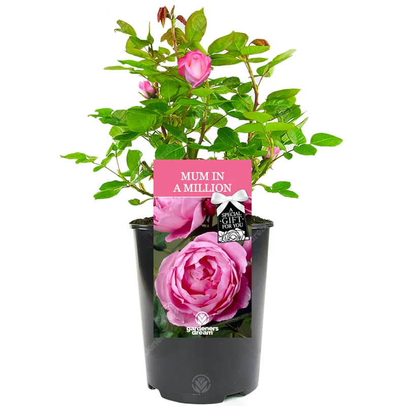247plants3028689