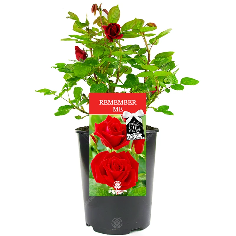 247plants3028725