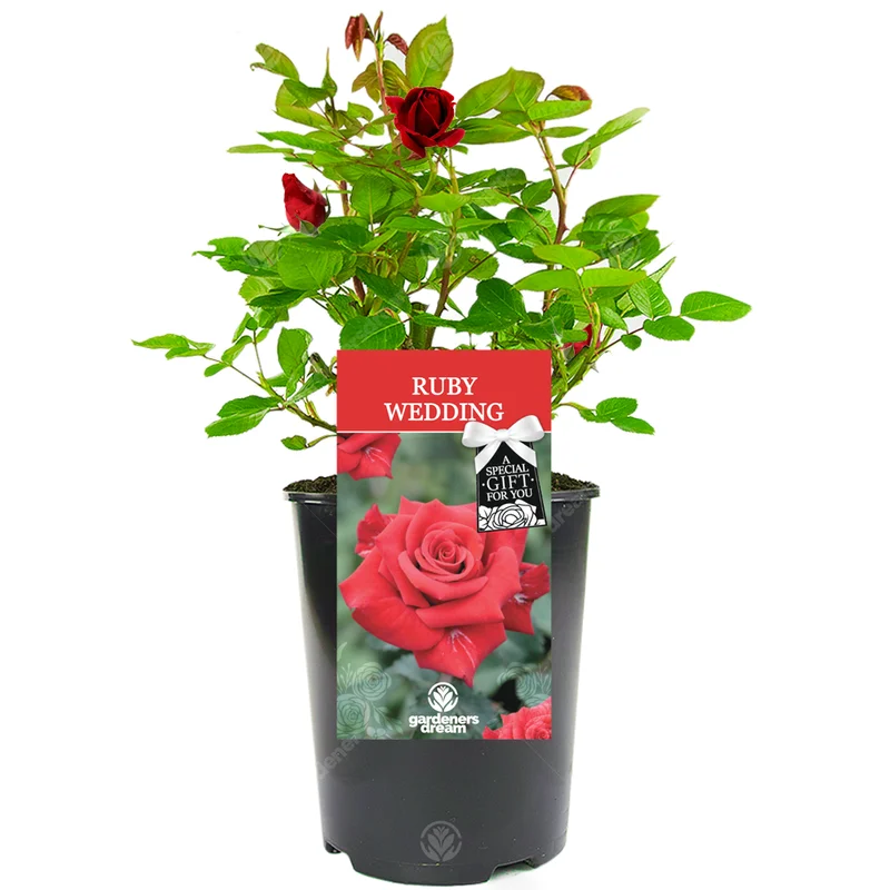 247plants3028752