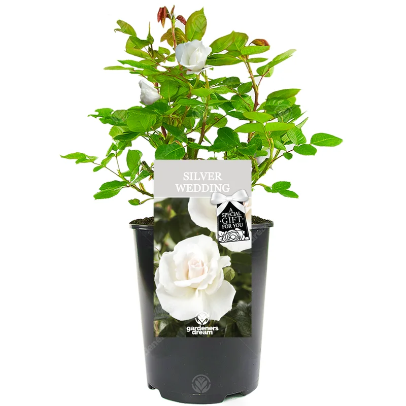 247plants3028783