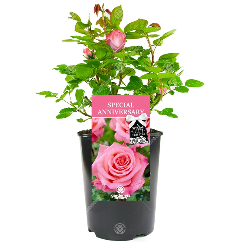 247plants3028810
