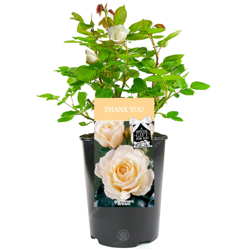 247plants3028844