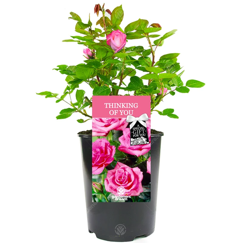247plants3028879