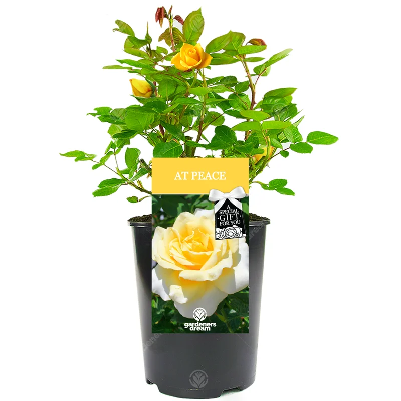 247plants3029283