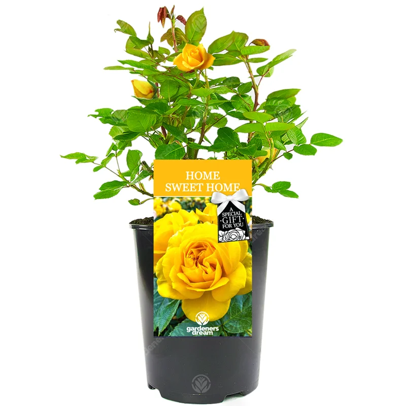 247plants3029341